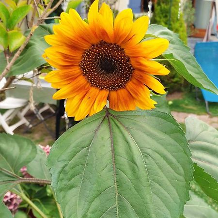 Un Deux Pieces Et Un Jardin A Villejuif Esterno foto