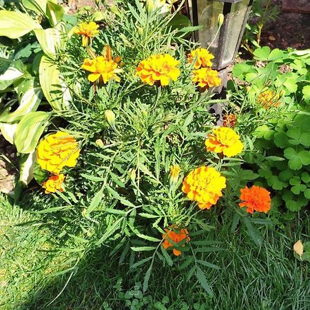 Un Deux Pieces Et Un Jardin A Villejuif Esterno foto