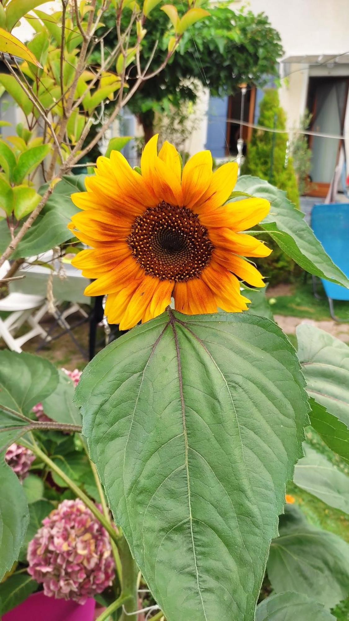Un Deux Pieces Et Un Jardin A Villejuif Esterno foto