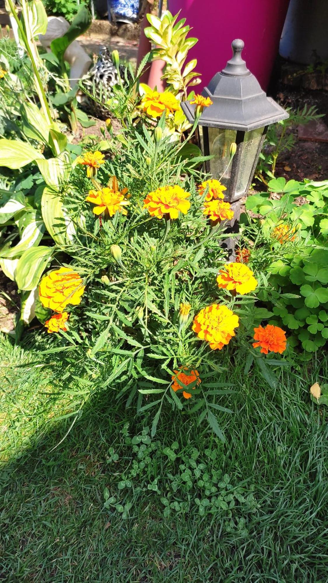 Un Deux Pieces Et Un Jardin A Villejuif Esterno foto